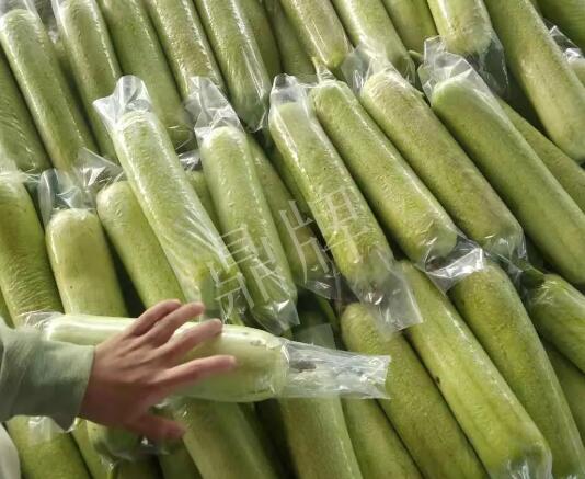 蔬菜種子種植戶客戶點(diǎn)評(píng)-這個(gè)絲瓜每畝能掙3萬(wàn)，惠州客戶很滿意！