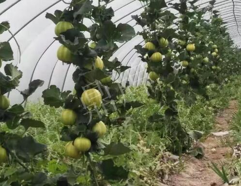 蔬菜種子種植戶客戶點(diǎn)評(píng)-我的乖乖，一株坐果15個(gè)，6元1斤，好賣得很！