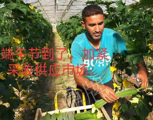 蔬菜種子種植戶客戶點(diǎn)評(píng)-羨慕！每公斤24元，“優(yōu)比1號(hào)”在法國(guó)的表現(xiàn)…