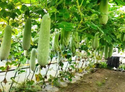 蔬菜種子種植戶客戶點(diǎn)評(píng)-我種的冬瓜，肉緊味甜，按個(gè)賣！