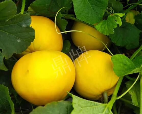 蔬菜種子種植戶客戶點(diǎn)評(píng)-純賺50萬(wàn)，我這個(gè)“張大膽”榮光了一把！