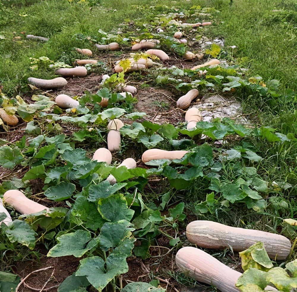 一位轉(zhuǎn)業(yè)后的特種兵，辦農(nóng)場(chǎng)種瓜菜，靠1個(gè)優(yōu)點(diǎn)，年賺200萬