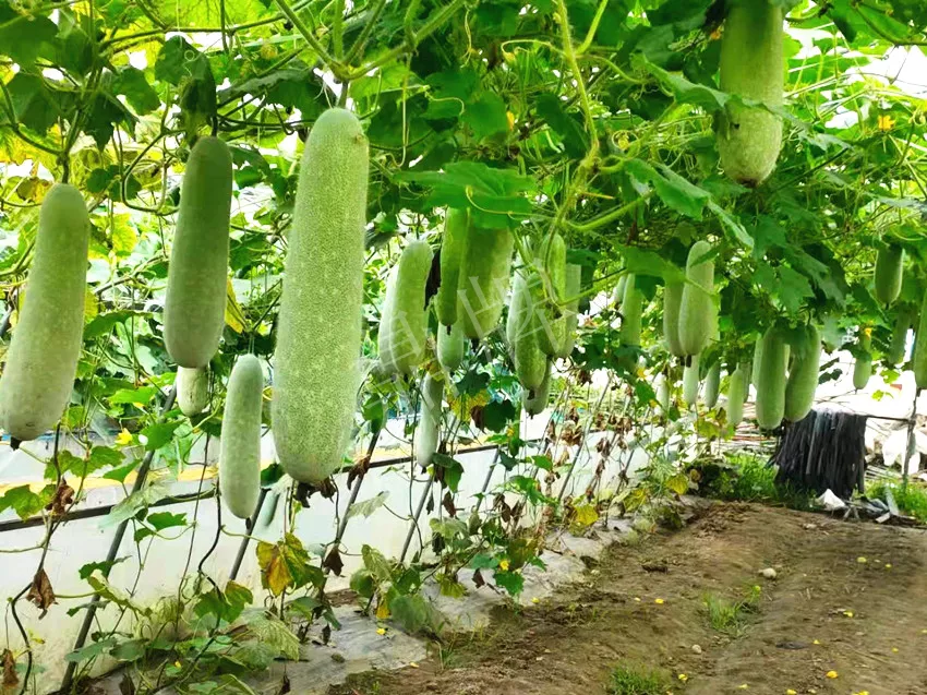 什么品種的冬瓜按個(gè)買？價(jià)格是同期黑皮冬瓜五倍