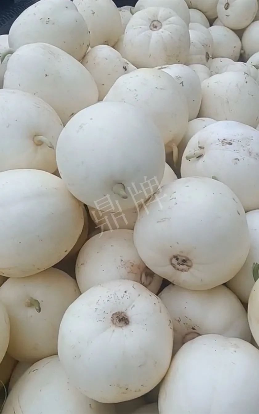 河南焦作的李向林今年種植甜瓜新品種，客戶直接拉貨走人