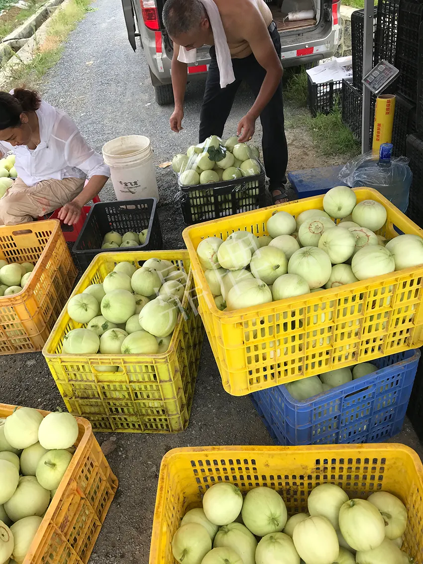 郴州農(nóng)戶種植新品種，果實(shí)又香又甜，很好賣(mài)