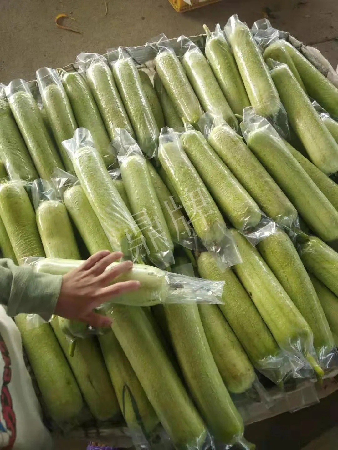 這個(gè)絲瓜每畝能掙3萬，沒種植的農(nóng)戶后悔得拍大腿