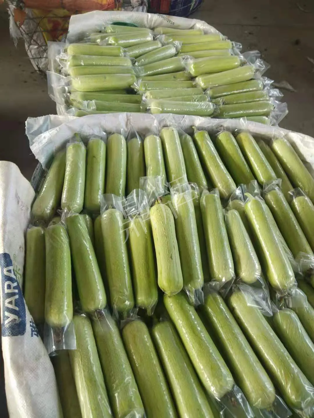 這個(gè)絲瓜每畝能掙3萬，沒種植的農(nóng)戶后悔得拍大腿
